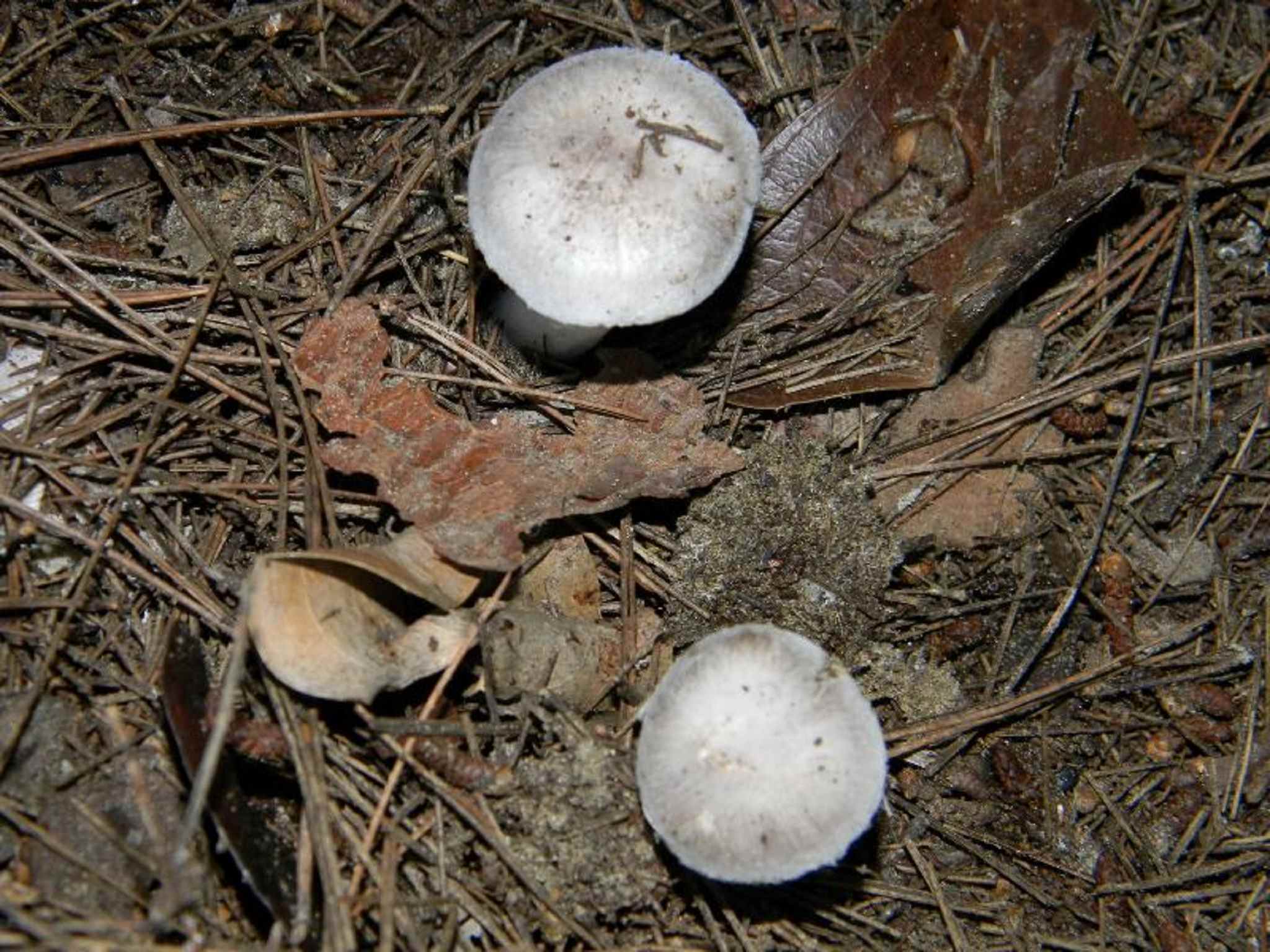 1821 Novembre vecchio ritrovamento